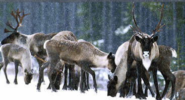 TP_bccaribou1.jpg