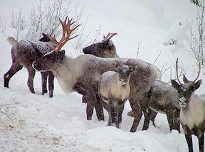 TP_bccaribou3.jpg