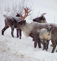 TP_bccaribou_tn.jpg