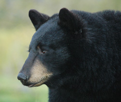 TP_blackbear1.jpg
