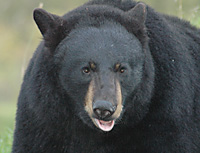 TP_blackbear2.jpg