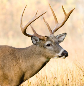 Buck Whitetail Deer (Odocoileus virginianus)