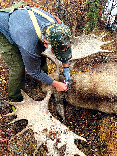 up_alaska_moose_-_silvio_calabi_web.jpg