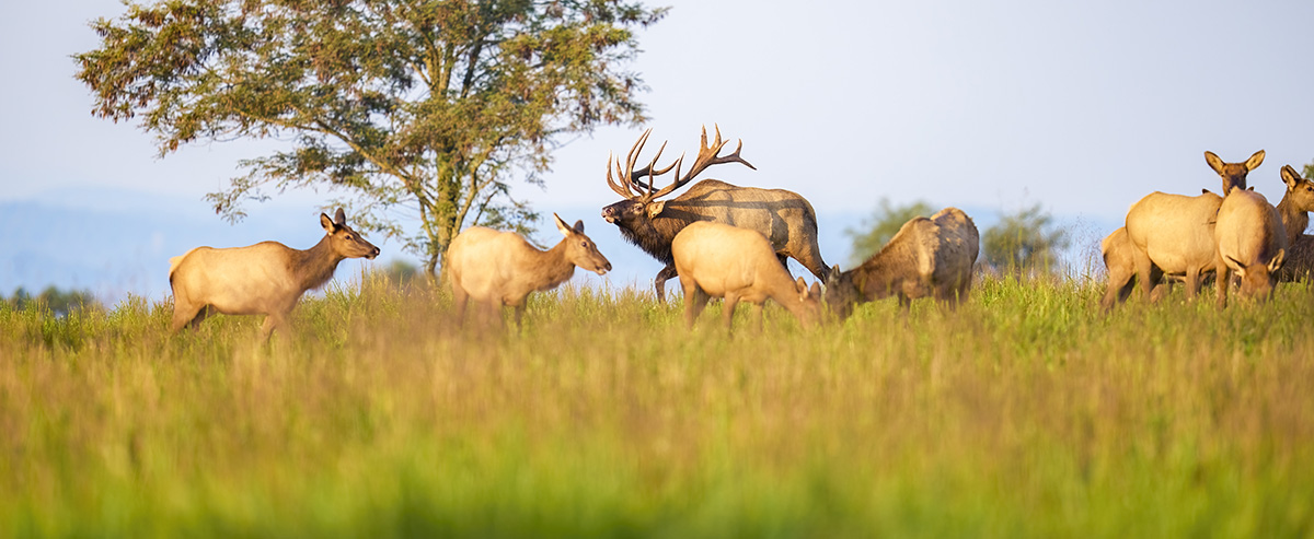 vaelk-prieskorn-bigbull.jpg