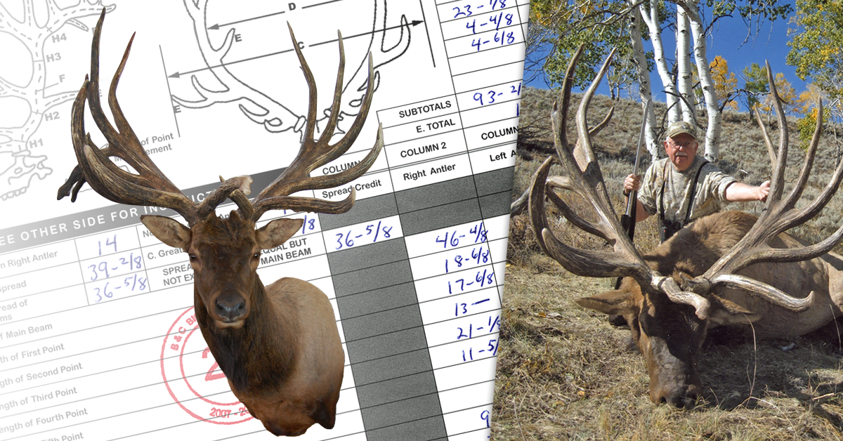 World's Record American Elk - Non-ypical