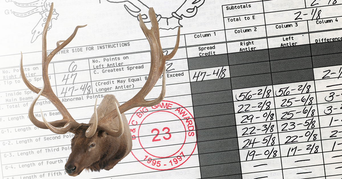World's Record American Elk - Typical