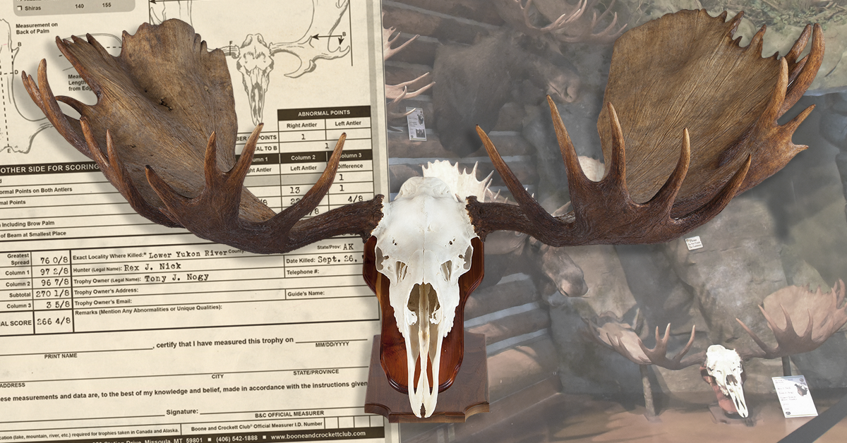 World's Record Alaska-Yukon Moose