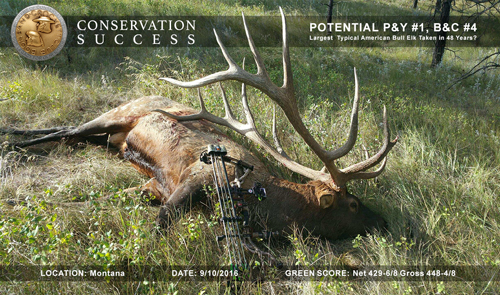 WR_bull_elk500.jpg