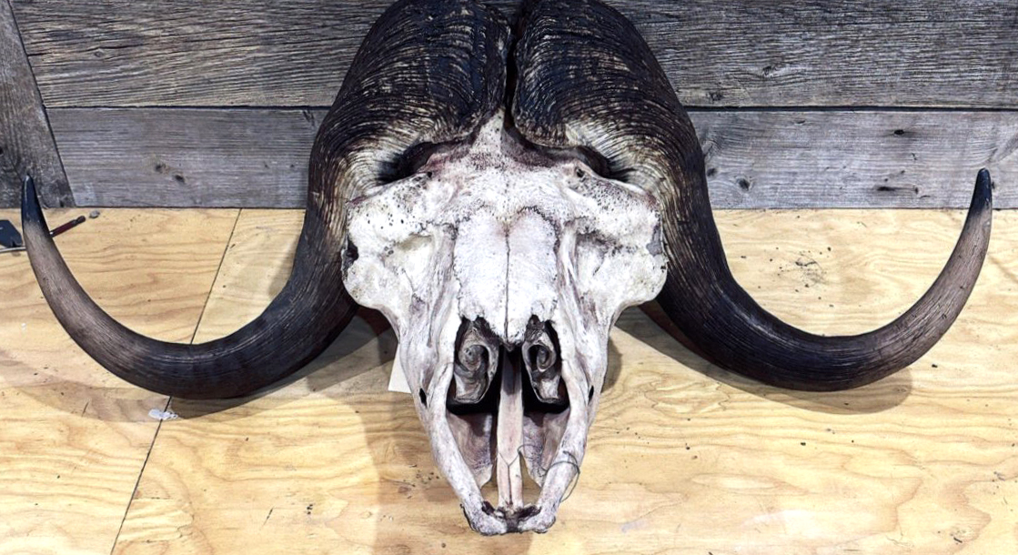 wr_mx_1.8.24-skull.jpg