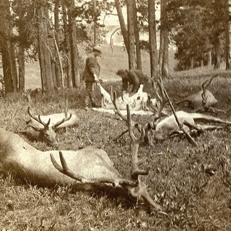 ynp150_elk.jpg