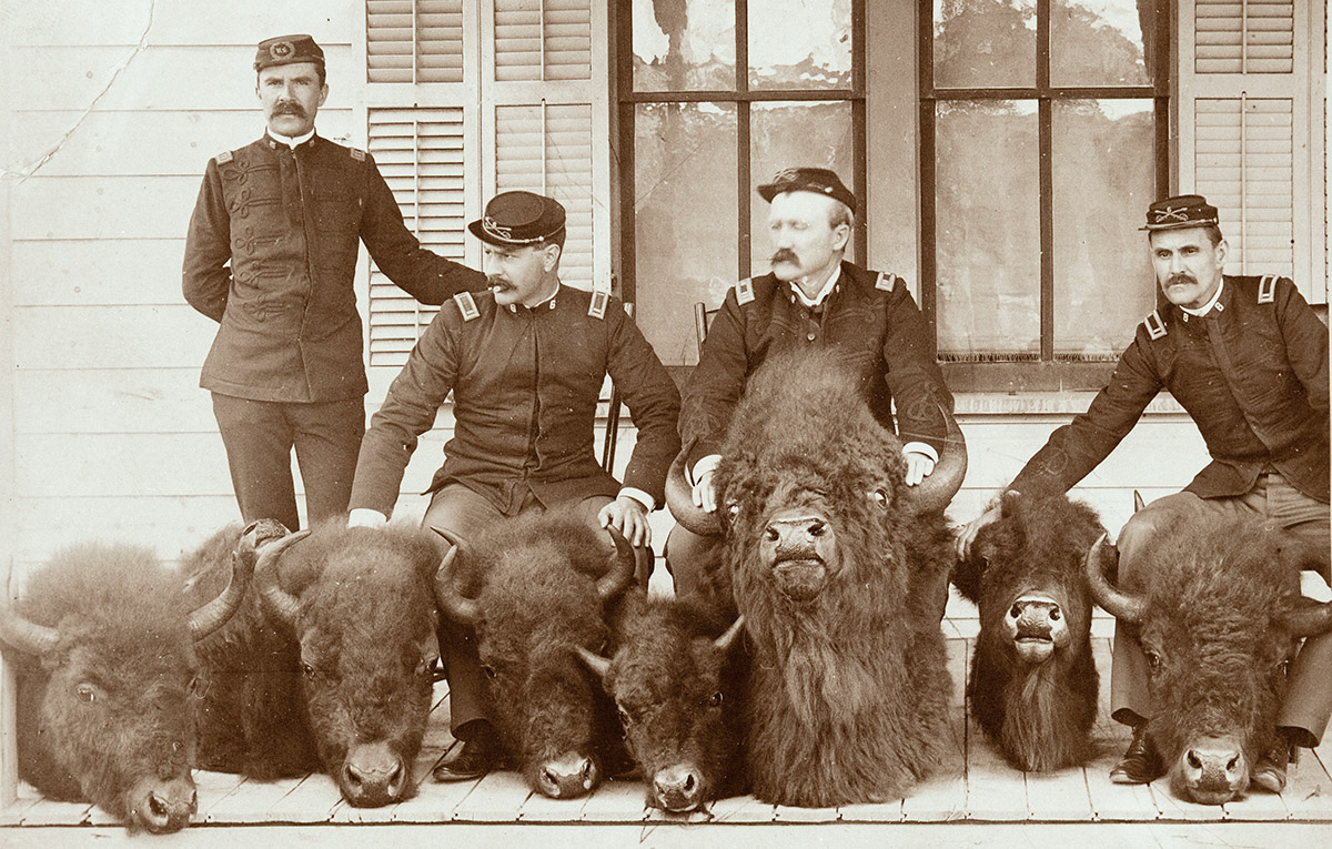 ynp_bisonpoaching.jpg