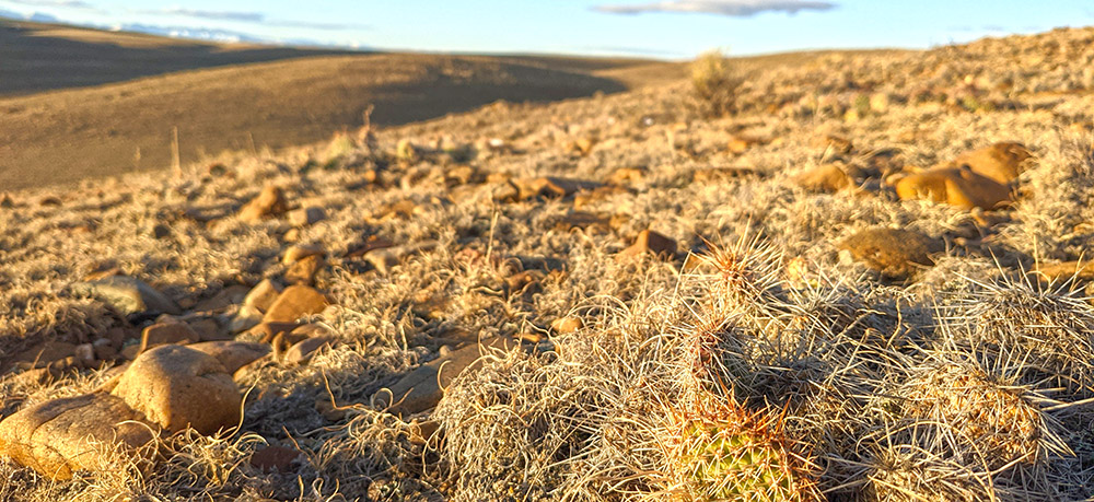 yourfairchase-cacti-1000px.jpg