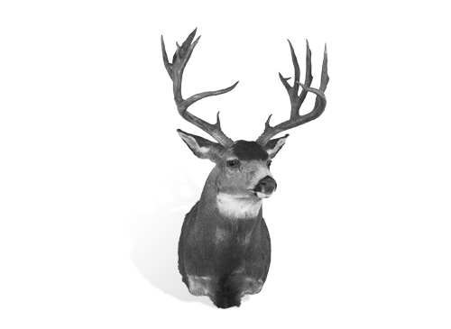 NON-TYPICAL COLUMBIA BLACKTAIL DEER