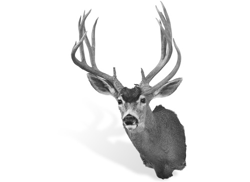 NON-TYPICAL COLUMBIA BLACKTAIL DEER