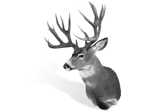 NON-TYPICAL COLUMBIA BLACKTAIL DEER