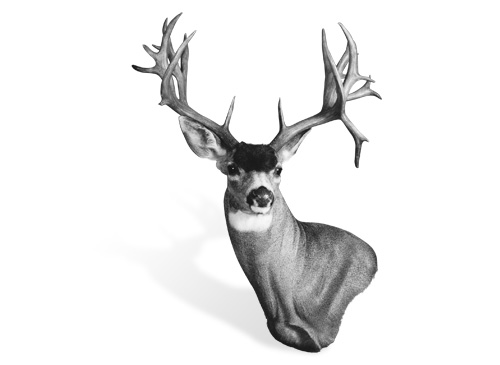 NON-TYPICAL COLUMBIA BLACKTAIL DEER